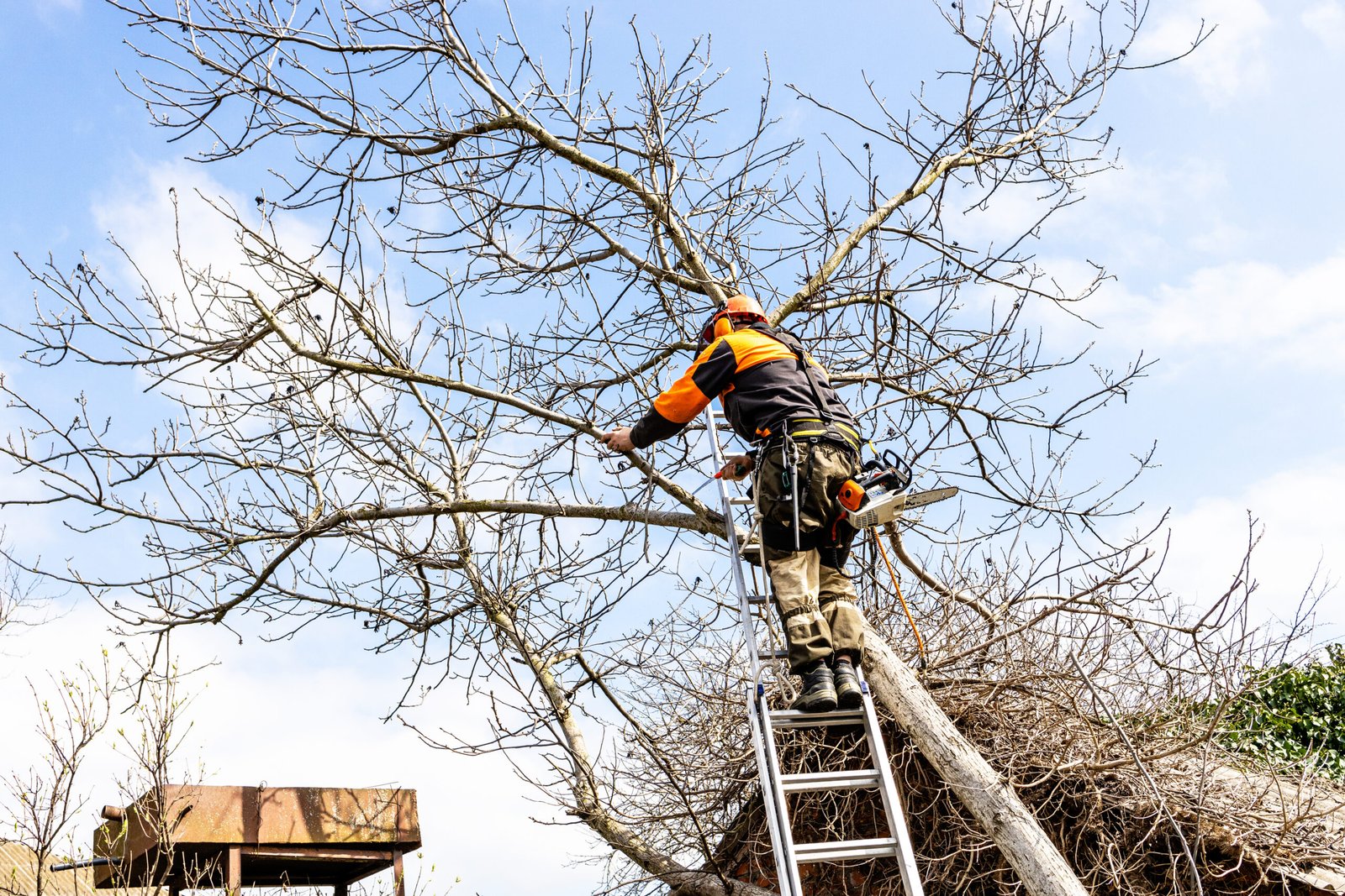 TrueLine Tree Services — NC tree trimming and removal